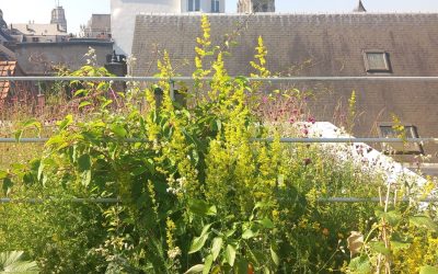 Green Roof Experiments at Woonwerk Antwerp