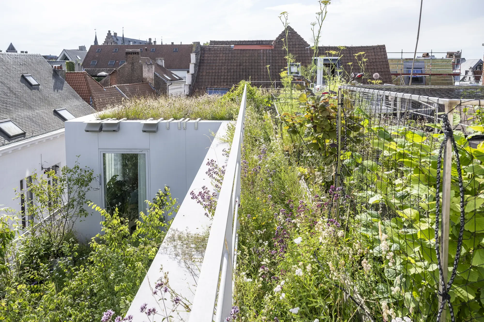 Lush plants and flowers growing on an urban rooftop